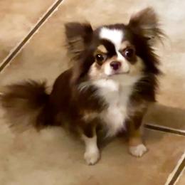 Hershey Kiss - Chocolate female Chihuahua puppy in Corpus Christi, Texas from Doubletake Chihuahuas