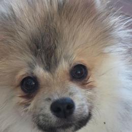 Tommy - Cream sable male Pomeranian puppy in El Centro, California from BabyBooPoms