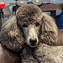 friday - Poodle