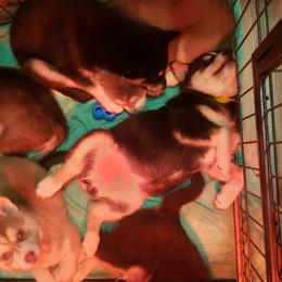 Pomsky Puppies from Bluebonnet Pomskies