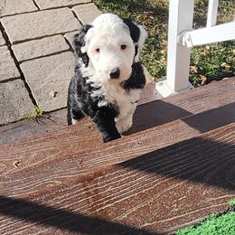 Sheepadoodle Puppies from Jaqueline Sparks
