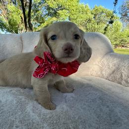 Dreamsicle - Cream male Dachshund puppy in Ontario, Oregon from Get A Long Little Doggie