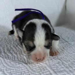 Purple Collar Female - Black and tan female Pembroke Welsh Corgi puppy in Victoria, Texas from Clear Creek Corgis