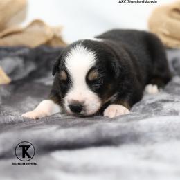 Miller- BTM - Black tri-color male Australian Shepherd puppy in Nacogdoches, Texas from TK Standard, Mini, & Toy Aussies