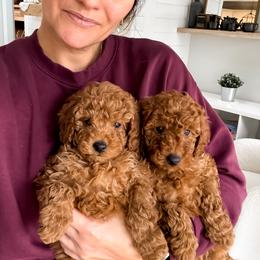 Goldendoodle Puppies from Doodle Squad Puppies
