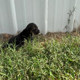 Boy 3 - Black and tan male Bloodhound puppy in Tahlequah, Oklahoma from HNH Hounds