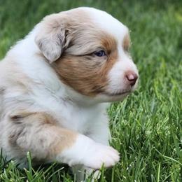 Miniature American Shepherds from Enchanted Mesa Miniature American Shepherds