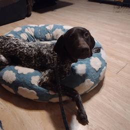 DiNozzo (D5) - Liver and white male German Shorthaired Pointer puppy in Mechanicsville, Iowa from Apple River Working Dogs