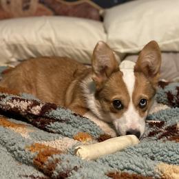 Cardi - Pembroke Welsh Corgi