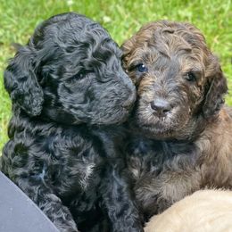 Goldendoodle Puppies from Truly More Doodles