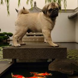 Pug puppies from Shanghai Pugs