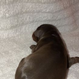 Cinnamon - Red and rust Doberman Pinscher puppy in Columbus, Ohio from Von Schaaf Haus DuPree