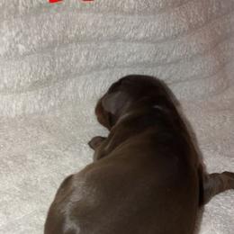 Cinnamon - Red and rust Doberman Pinscher puppy in Columbus, Ohio from Von Schaaf Haus DuPree