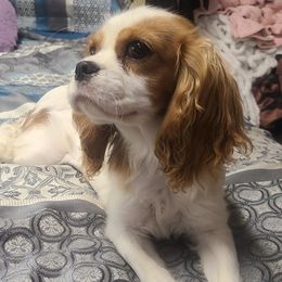 Maple - Cavalier King Charles Spaniel
