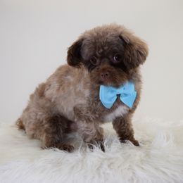 Hugo - Mi-Ki