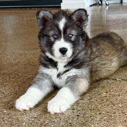 Thorn - Agouti and white male Siberian Husky puppy in Florence, Kentucky from Moonlight Howl Huskies