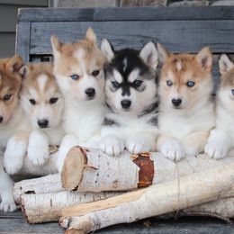 Siberian Husky Puppies from Antler Creek Siberians