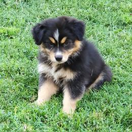 Ambrosia - Black tri-color female Australian Shepherd puppy in Owensboro, Kentucky from JnT's Bluegrass Mini Aussies