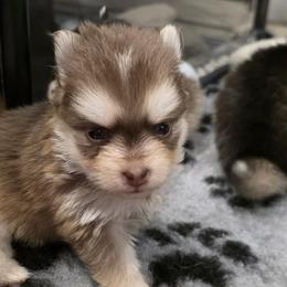 Dachshunds and Pomskies from Colorado Mini Dachshunds & Mini Pomskies