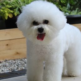 Bichon Frises and Havanese from Cambeas Puppies