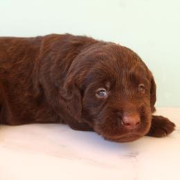 Grey collar - Chocolate male Labradoodle puppy in Apache Junction, Arizona from Loving Doodle