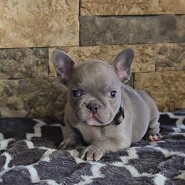 Grey collar - Blue male French Bulldog puppy in North Branch, Minnesota from Halverson Bulldogges