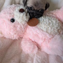 Daphne - Fawn female Pug puppy in Vancouver, Washington from Swift Pugs