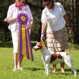 Brittany All Grown Up from Hytower Brittanys