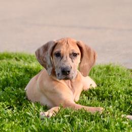 Merle girl with brown - Merle female Great Dane puppy in Golconda, Illinois from Breken Great Danes