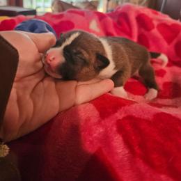 Onxy - Red and white male Basenji puppy in New Providence, Pennsylvania from Buck Iron Stables Kennel