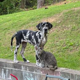 Great Dane Puppies from Sand Mountain Danes LLC