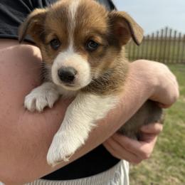 Thistle - Sable male Pembroke Welsh Corgi puppy in Paxton, Illinois from McGovern Family Corgis