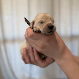 Female puppy pick 1 - Light golden female Golden Retriever puppy in Colville, Washington from Columbia Ridge Goldens