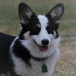 Houston - Pembroke Welsh Corgi