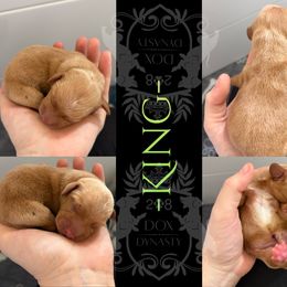 King - Red male Dachshund puppy in Nampa, Idaho from 208 Dox Dynasty