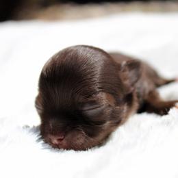 Ash - Chocolate and tan male Chihuahua puppy in Forsyth, Georgia from Brooks Grove Canines LLC