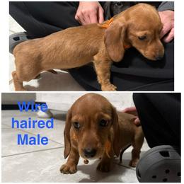 Boy 2 - Cream male Dachshund puppy in Houma, Louisiana from Portier’s Mini Dachshunds