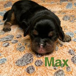 Max - Black and tan male Cavalier King Charles Spaniel puppy in Ormond Beach, Florida from Parkside Cavaliers