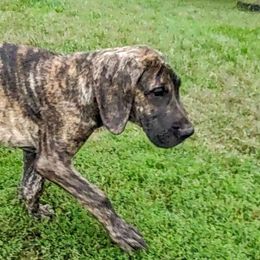Grit - Great Dane puppy from Not So Dainty Danes