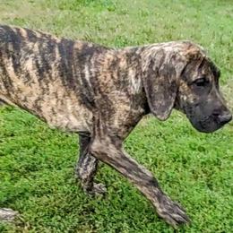 Grit - Great Dane puppy from Not So Dainty Danes