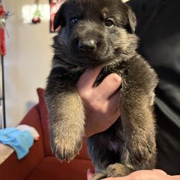 Boy Red - Black and red male German Shepherd puppy in San Antonio, Texas from Alamo Canine 210