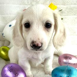 Boy with dot on head - Cream male Dachshund puppy in Mineral Wells, Texas from Chilidog Dachshunds
