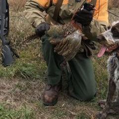 Český Fouseks from Oquassa  Český Fousek