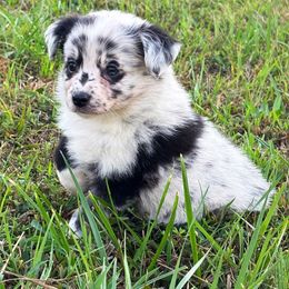 Miniature American Shepherd, Miniature Australian Shepherd, and Toy Australian Shepherd Puppies from Cooper Creek Aussies