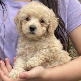 Blue Collar - Apricot male Poodle puppy in Macon, Georgia from Mystic Mini Poodles