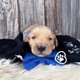 Cairo - Cream male Companion Cross puppy in Utah County, Utah from Big Hearted Breeders