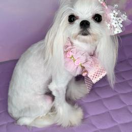 Melissa(KR) - Maltese