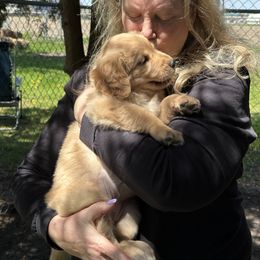 Golden Retriever Puppies from Gail’s Goldens