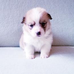 American Corgi and Pembroke Welsh Corgi Puppies from Whimsical Treasure Corgis