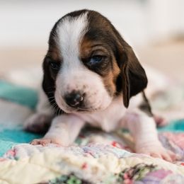 Boy 3 - male Basset Hound puppy in Knoxville, Tennessee from Well Hounded Bassets
